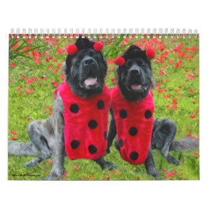 Mastiff Dress Up Kalender