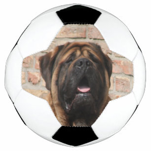 Mastiff englische Dogge Fußball