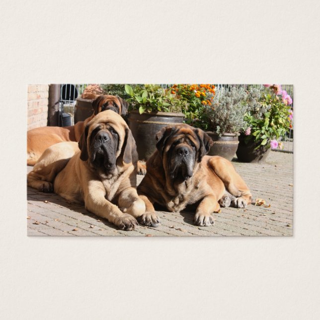 Mastiff englische Dogge Vatertag (Vorderseite)