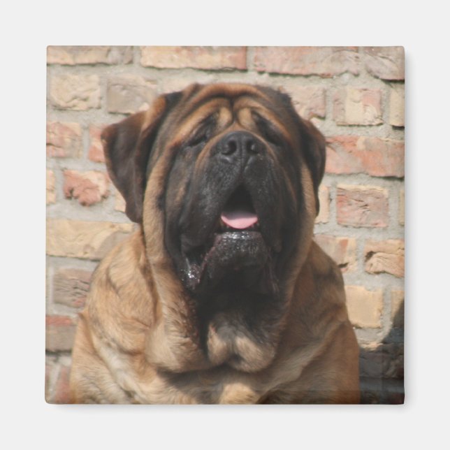  Mastiff englische Dogge Vatertag  Magnet (Vorne)