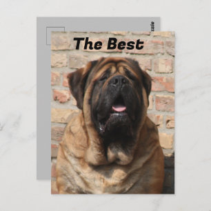  Mastiff englische Dogge Vatertag  Postkarte