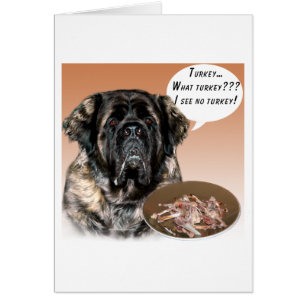 Mastiff (flauschig) Türkei