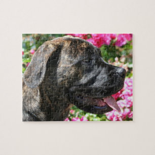Mastiff Hund Puzzle