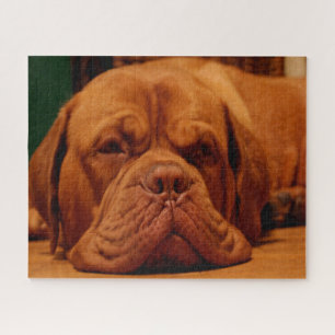 Mastiff Hund Rasse. Puzzle