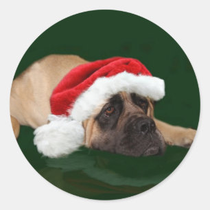 Mastiff in einer Weihnachtsmannmütze Runder Aufkleber