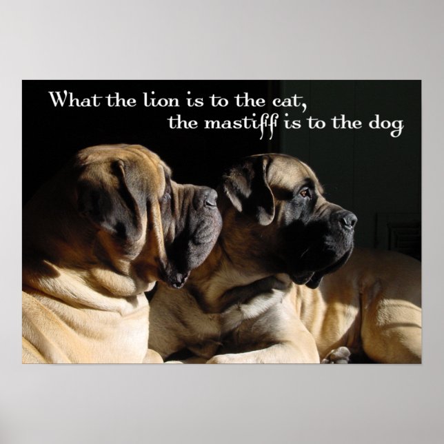 Mastiff Pair Poster (Vorne)