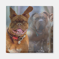 Mastiff Plus