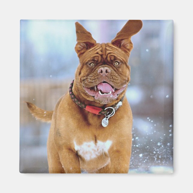 Mastiff Plus Magnet (Vorne)