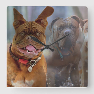 Mastiff Plus Quadratische Wanduhr