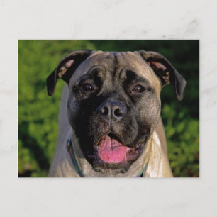 Mastiff Smile Postkarten
