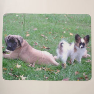 MASTIFF und PAPILLON PUPPYS Sherpadecke