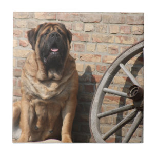 Mastiff  Urlaub English Mastiff Fliese