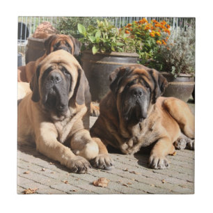Mastiff  Urlaub English Mastiff Fliese