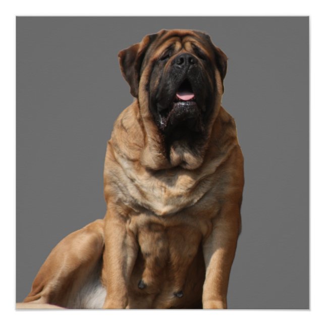 Mastiff Vatertag Best Friends  Poster (Vorderseite)