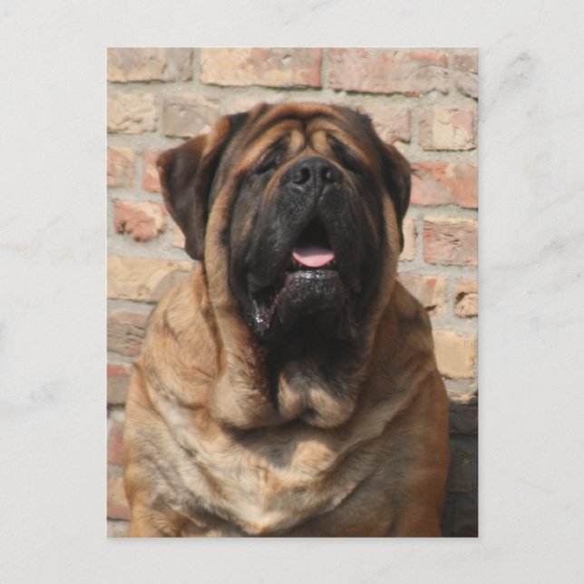 Mastiff Vatertag Best Friends  Postkarte (Vorderseite)