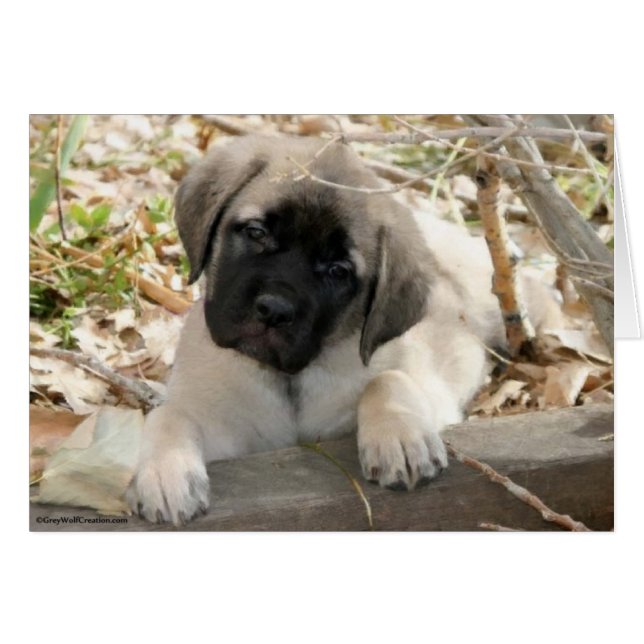Mastiff Welpe im Wald (Vorderseite (Horizontal))