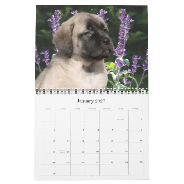 Mastiff Welppies Calendar Kalender (Jan 2027)