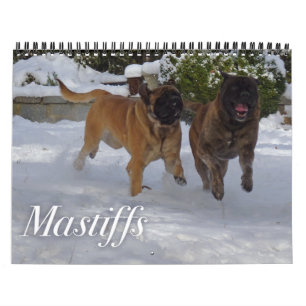 Mastiffs Kalender