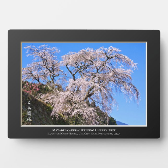 Matabei-Zakura: Trauerkirsche Fotoplatte (Vorderseite)