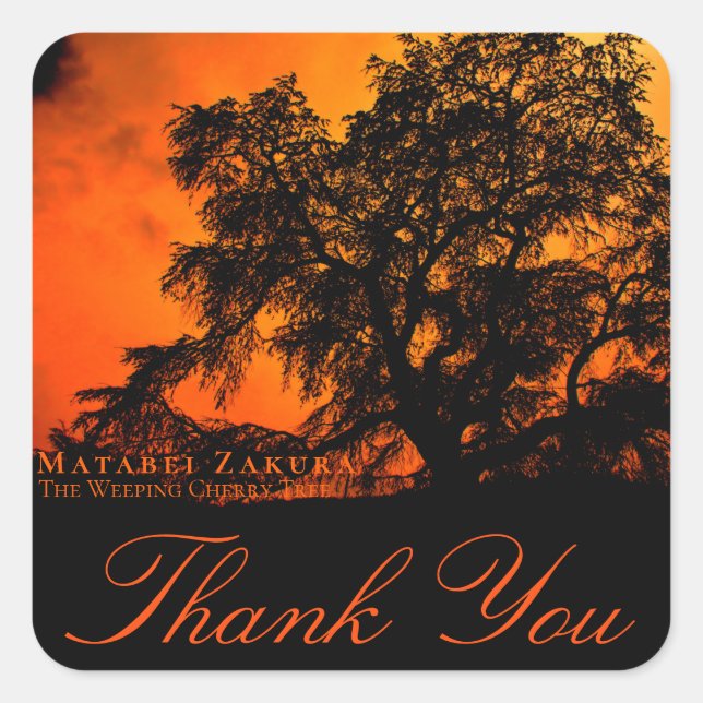 Matabei-Zakura: Weeping Cherry Tree スクエアシール Quadratischer Aufkleber (Vorderseite)