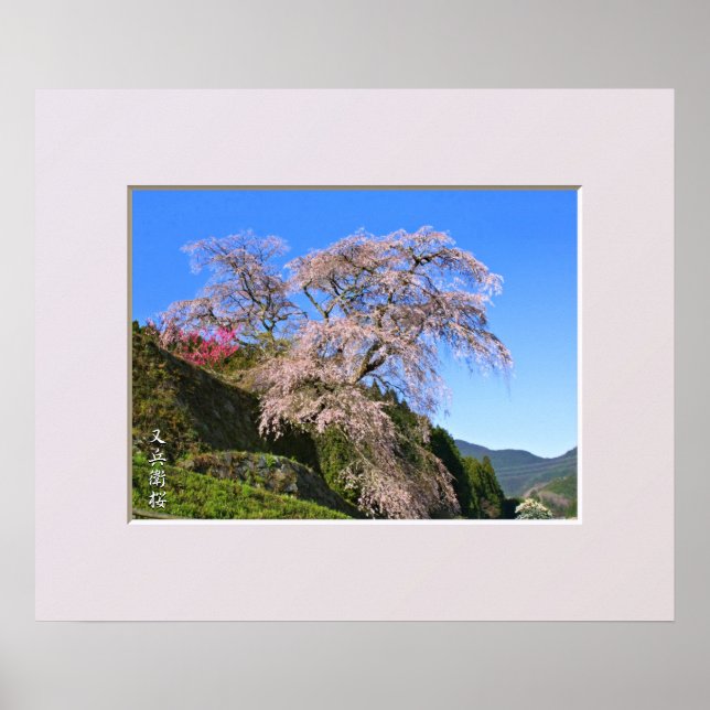 Matabei-Zakura Weeping Cherry Tree Poster (Vorne)