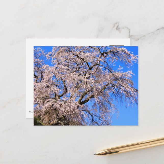 Matabei-Zakura: Weeping Cherry Tree Postkarte (Vorderseite/Rückseite Beispiel)