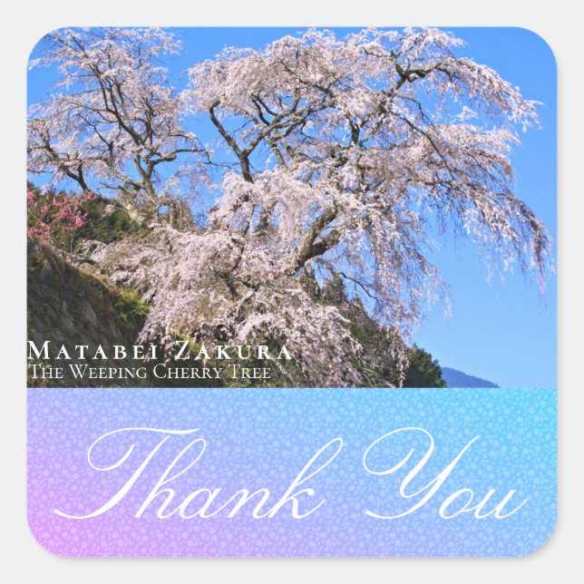 Matabei-Zakura: Weeping Cherry Tree Quadratischer Aufkleber (Vorderseite)