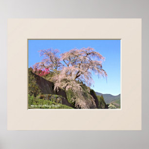 Matabei-Zakura weinend Kirschbaum Poster