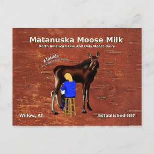 Matanuska Moose Milk Postkarte