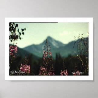 Matanuska Peak und Fireweed #01, (C) Jack Taylo... Poster
