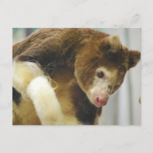 Matchies Tree Kangaroo Postcard Postkarte