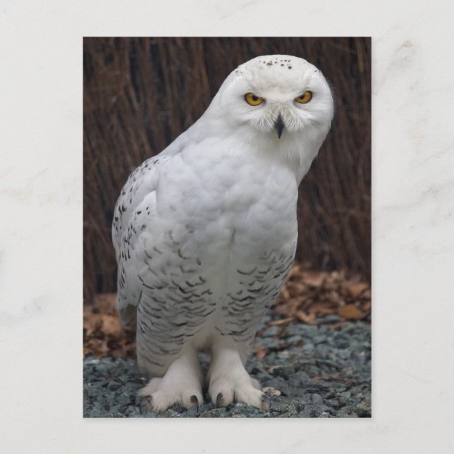 Matching Slippers Postkarte (Vorderseite)