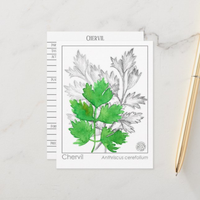 Materia Medica Chervil Herbal Study Card Postkarte (Vorderseite/Rückseite Beispiel)