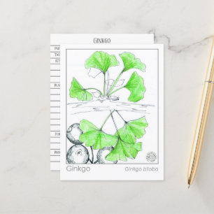 Materia Medica Ginkgo Biloba Kräuterstudie Postkarte