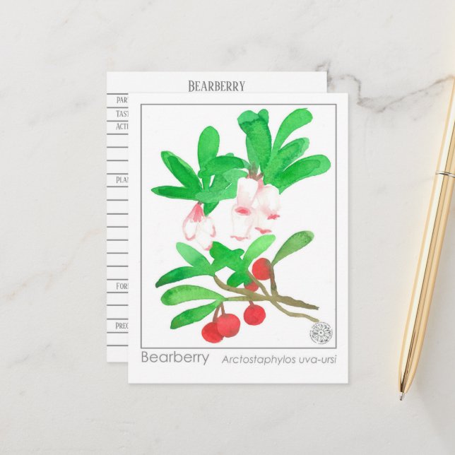 Materia Medica Herbal Study Card Bearberry Postkarte (Vorderseite/Rückseite Beispiel)