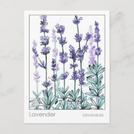 Materia Medica Lavender Blume Kräuterstudie Postkarte