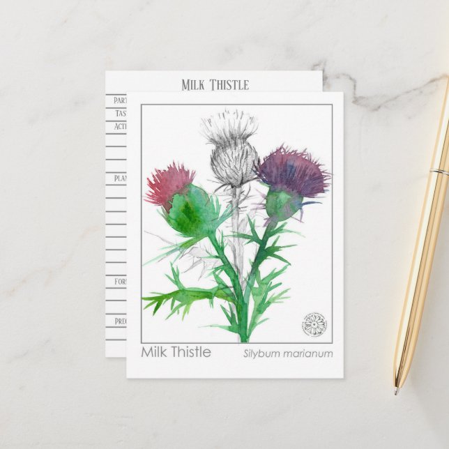 Materia Medica Milk Thistle Herbal Study Card Postkarte (Vorderseite/Rückseite Beispiel)