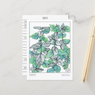 Materia Medica Mint Tea Pflanze Kräuterstudienkart Postkarte