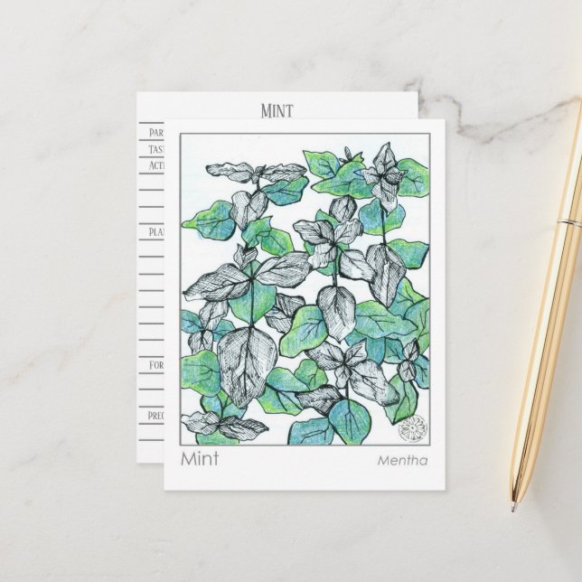 Materia Medica Mint Tea Pflanze Kräuterstudienkart Postkarte (Vorderseite/Rückseite Beispiel)
