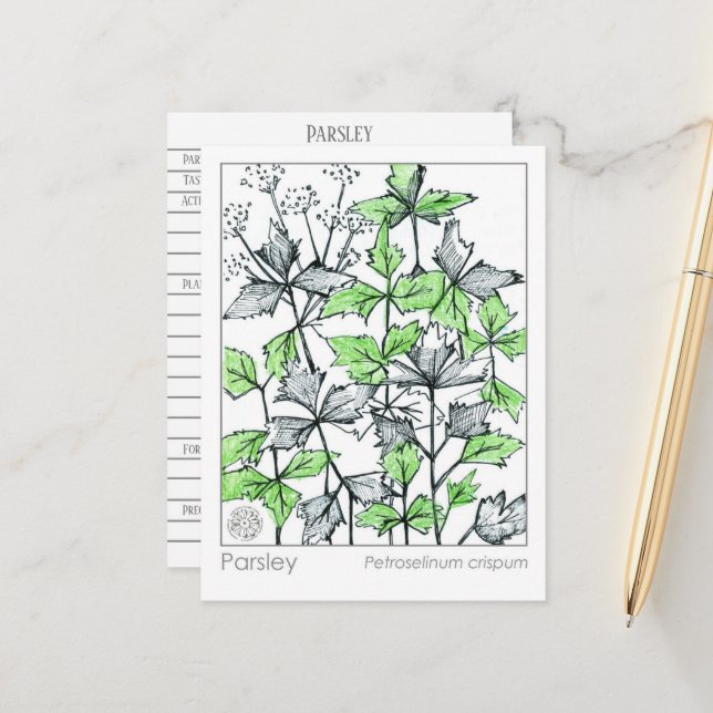 Materia Medica Parsley Gewürzpflanzenkarte Postkarte (Vorderseite/Rückseite Beispiel)