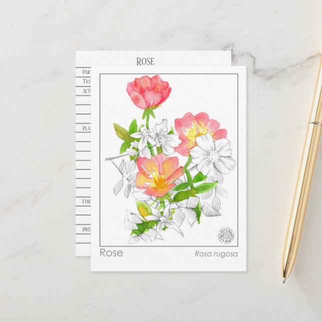 Materia Medica Rose Blume Pflanze Kräuterstudie Ka Postkarte (Vorderseite/Rückseite Beispiel)