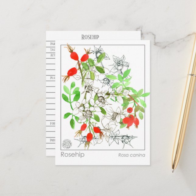 Materia Medica Rosehip Pflanze Kräuterstudie Postkarte (Vorderseite/Rückseite Beispiel)