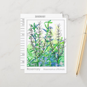 Materia Medica Rosemary Pflanze Herbal Study Card Postkarte