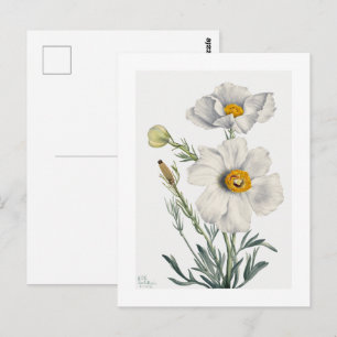 Matilija Mohnblume (Romneya coulteri) (1931) Postkarte