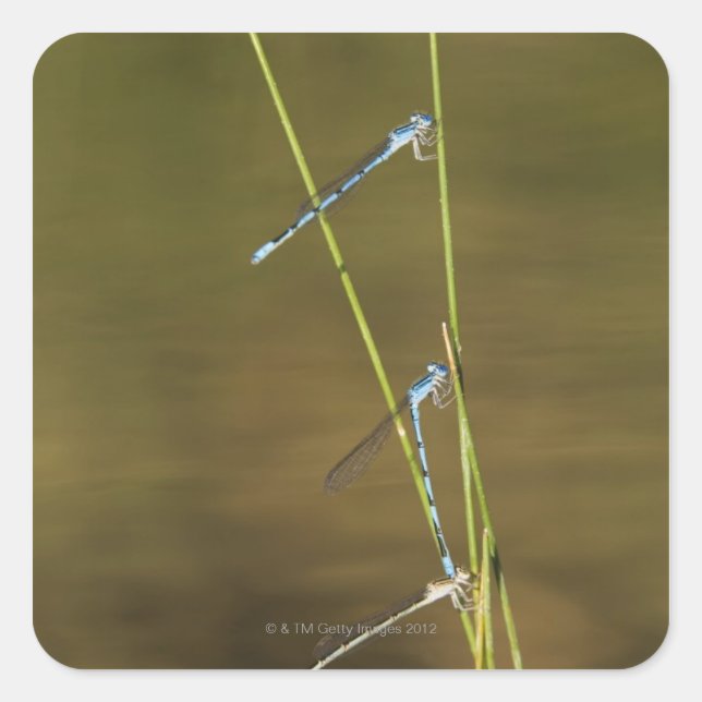 Mating Damselflies Quadratischer Aufkleber (Vorderseite)