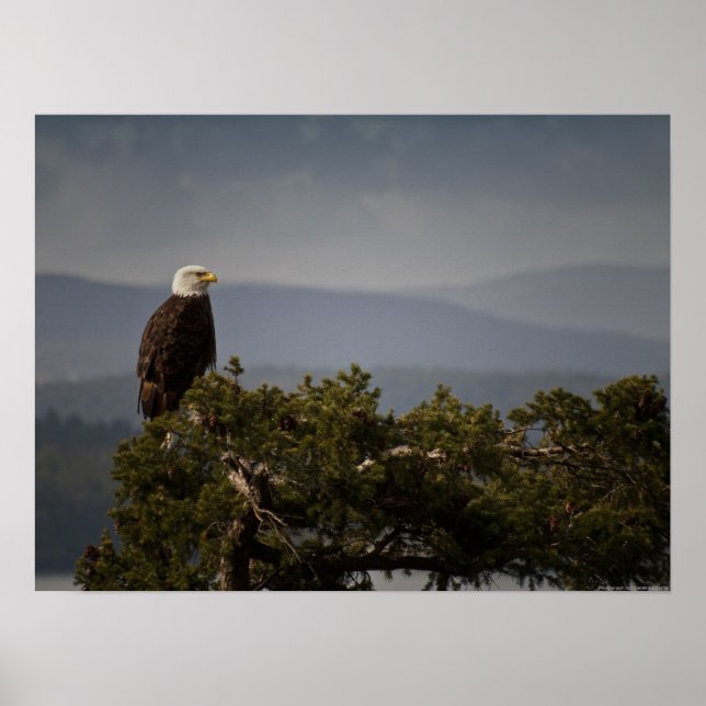 Matte Bald Eagle - Fine Art Print Poster (Vorne)