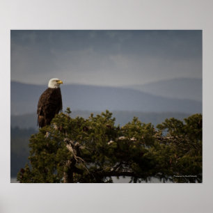 Matte Bald Eagle - Fine Art Print Poster