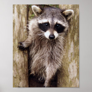 Matte Poster of raccoon