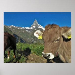 Matterhorn und Kuh Poster