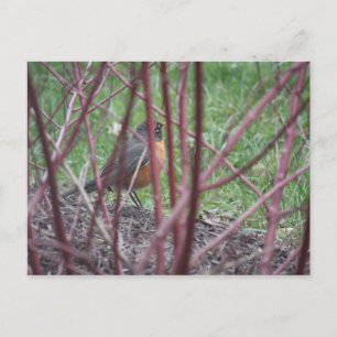 Matthew 6:19-20 Robin Postcard Postkarte